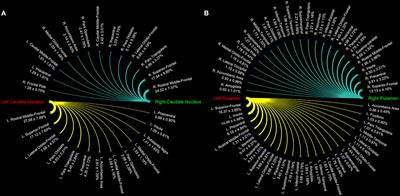 A Connectomic Analysis of the Human Basal Ganglia Network